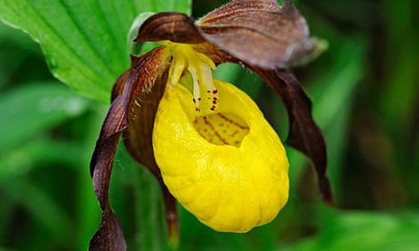 Lady's Slipper Orchid, Cypripedium calceolus