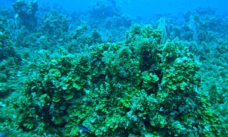 Coral overgrown with algae, Jamaica, 2013