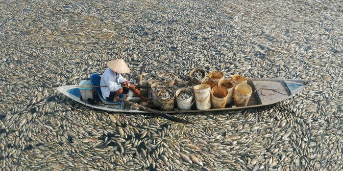 Vietnamese fisherman in the middle of a reservoir full of dead fish