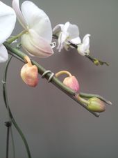 OrchidsAilment