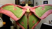 fairy costume inspiration