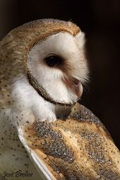 I love Owls! 