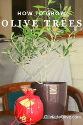 Problems with Olive Tree Leaves