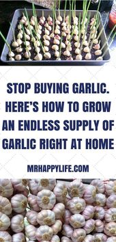 Garlic remedies