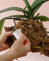 HOUSE HAPPY ORCHIDS: EASY TO GROW ORCHIDS