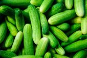 cucumbers/salad