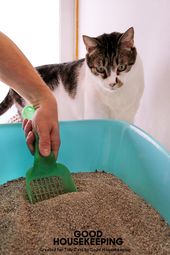 Litter Box Basics Presented by Tidy Cats