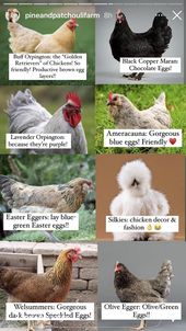 Chicken coop farm life
