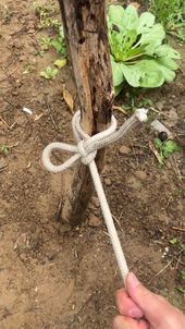 Survival knots
