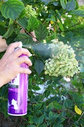 How to Dry Hydrangeas!🥰