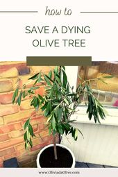 Olive Tree in Pot
