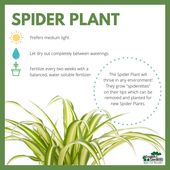 Spider plant tips