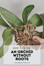 Orchid plant care