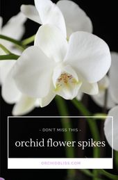 Orchid Gardens