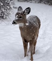 Deer 🦌