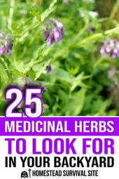 Homesteading: Herbs and Medicine