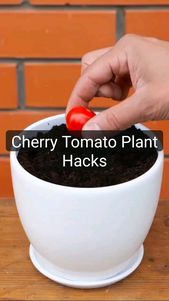 Heal with Tomatoes and bananas