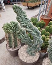 Cactus Plants for Home and Garden