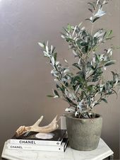 Olive Tree 🌿🫒