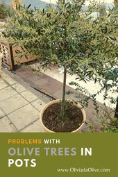 Problems with Olive Tree Leaves