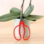 HOUSE HAPPY ORCHIDS: EASY TO GROW ORCHIDS