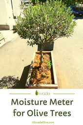 Olive Tree Watering