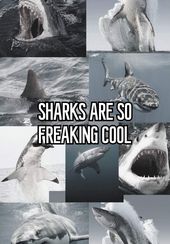 sharks 🪼🦈🫧