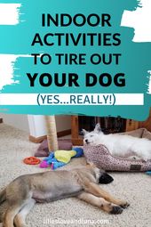 Hond activiteiten