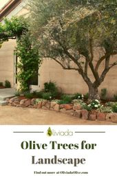 Olive Tree Grove