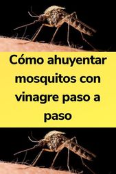Insecticida casero