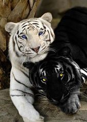 Veggan Tigers : Fauna & Flora