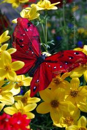 BUTTERFLY IN RED