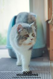 Litter Box Basics Presented by Tidy Cats