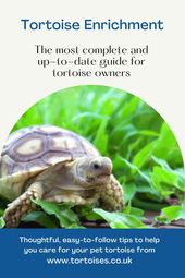 Tortoise: name to follow