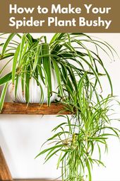 Spider plant tips