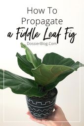 Fiddle leaf fig care/ gnats in plants