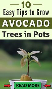 AVOCADO PLANT FROM SEED