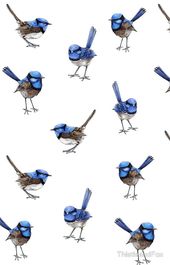 Bird drawings