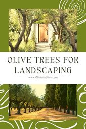 Olive Tree Grove