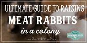 Rabbit farm