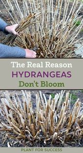 How to How to Fix Hydrangea Problems