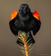 ~ Red-winged blackbird (Agelaius phoeniceus) . ~ Vancouver Island, British Columbia Canada