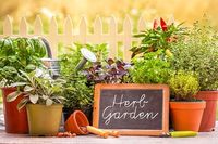 25 Pretty Herb Garden Ideas | Trees.com