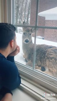 A cute deer is in my window 💖💖💖💖