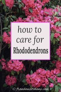 Learn how simple Rhododendron care actually is with these easy tips on how to grow beautiful Azalea and Rhododendron bushes. #fromhousetohome #shade #flowers #bushes #shrubs #garden