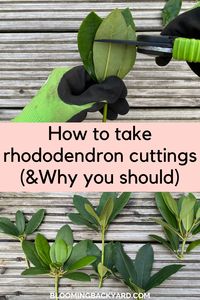 How to take rhododendron cuttings