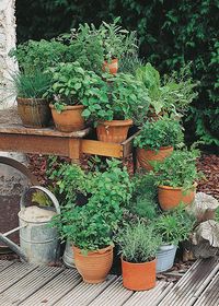 Cilantro and many other herbs can take the chilly temperatures of fall, so plant your favorites now. They're easy to grow, and easy to harvest and preserve, so you can add their flavors to meals for months to come.