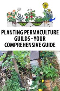 Everything you need to know about setting up guilds in your permaculture garden. #permaculture #guilds #gardening
