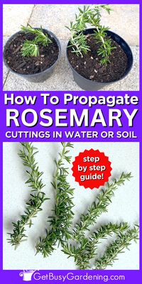 In this plant propagation guide, I’ll show you exactly how to root rosemary cuttings in water or in soil, step-by-step. Propagating rosemary is a great way to get an abundance of this wonderful herb for free. It’s very easy to multiply an existing rosemary shrub, or even grocery store sprigs, into new baby plants. Discover the different ways you can propagate rosemary. I’ve also provided step-by-step instructions that will lead you through exactly how to root them in either water or soil.