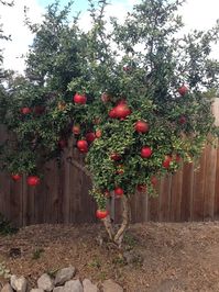Wonderful Pomegranate 6 to 12 Inches Live Starter Plant - Etsy